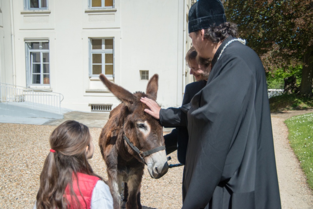 В семинарском саду поселилась ослица Дардар В семинарском саду поселилась ослица Дардар